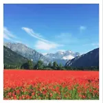 L'edelweis * Le Bourg-dʼOisans